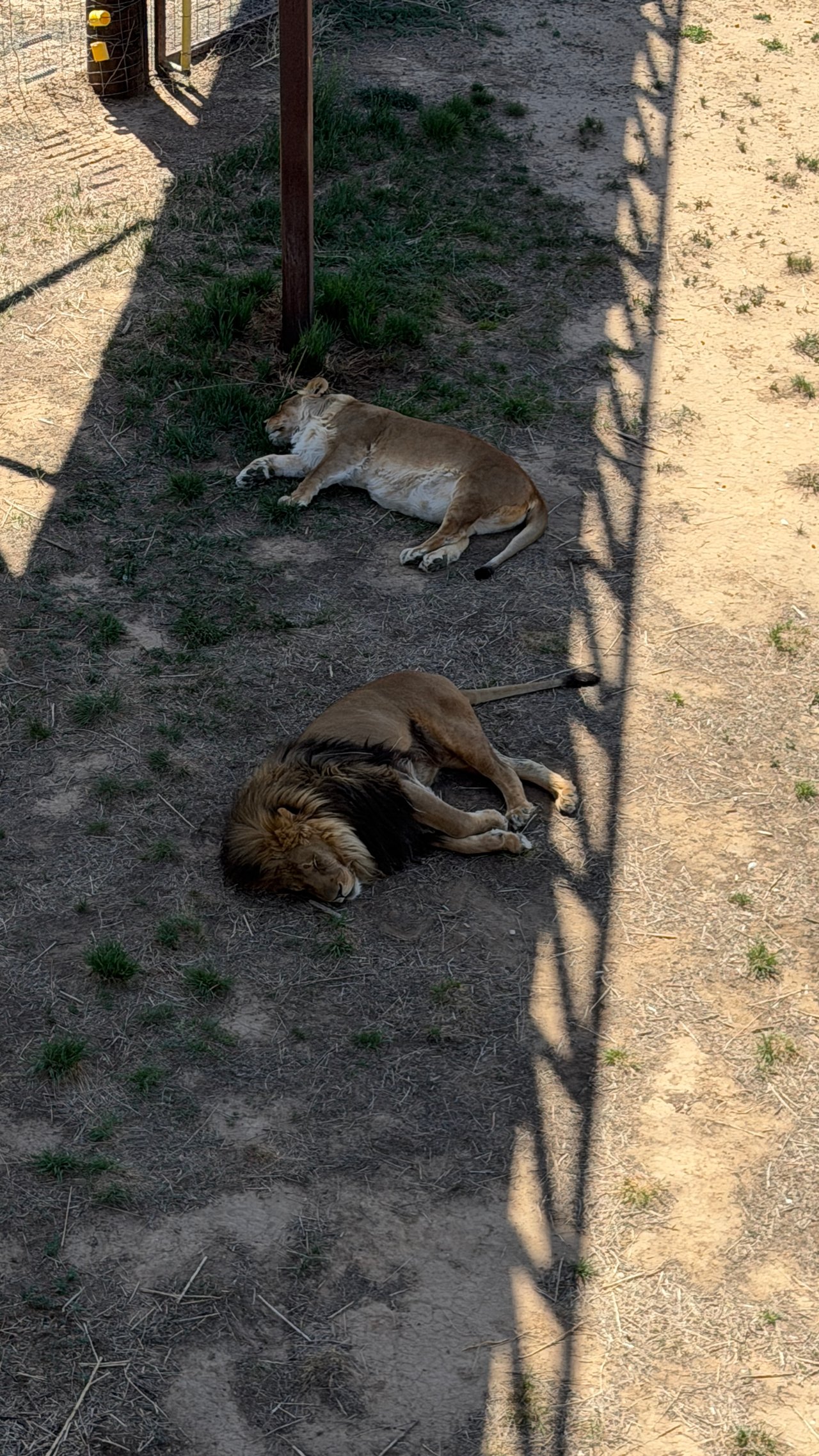 Into the Wild: Monica Breckenridge’s Unforgettable Journey at The Wild Animal Sanctuary Subtitle