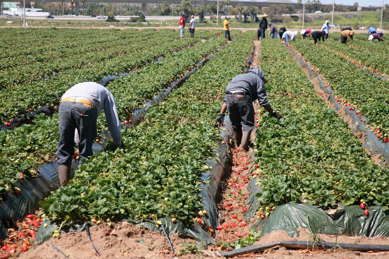 The Impact of Deportation Efforts on the Hamptons’ Seasonal Workforce