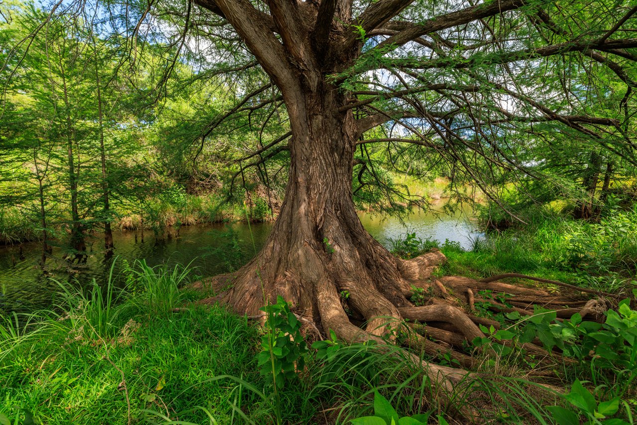 Live Oak Creek Ranch 