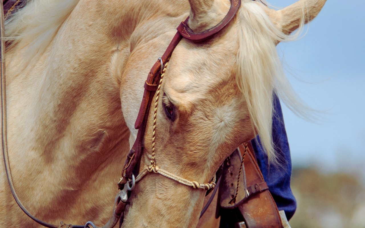 The Most Popular Annual Equestrian Events in Maryland