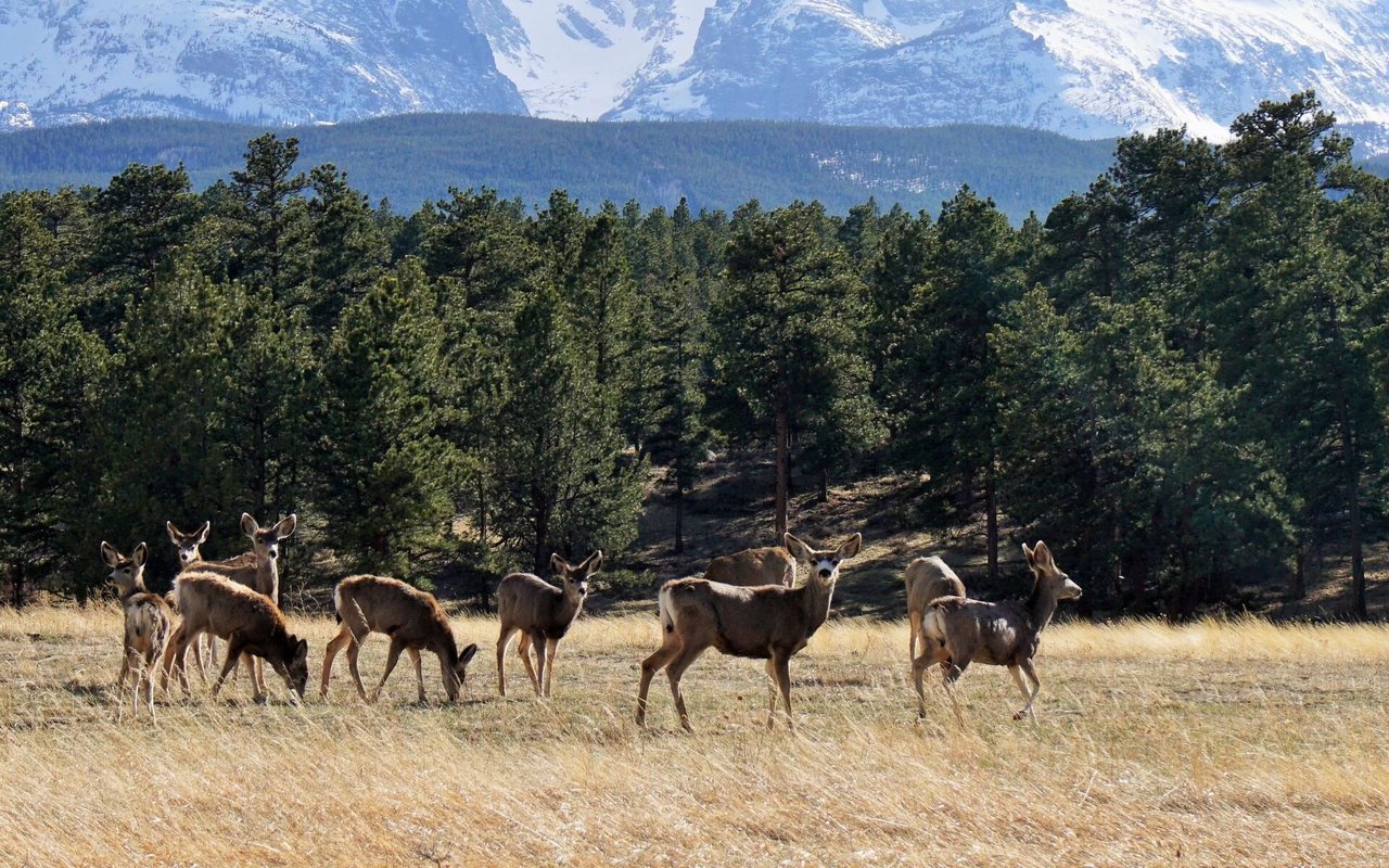 Trophy Mule Deer could Very Well be the Most Highly Sought After Trophy in the West.