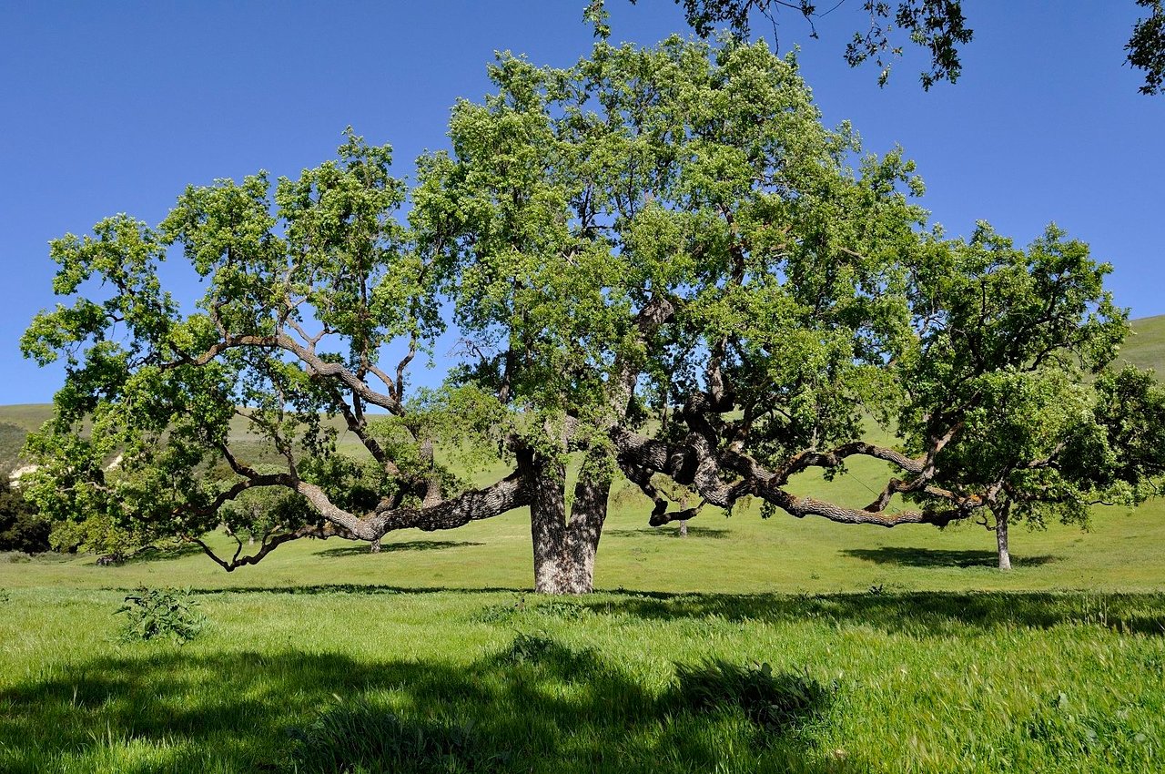 2667 Via De Los Ranchos Road