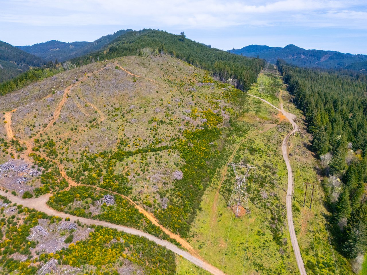 Nelson Mountain Meadows