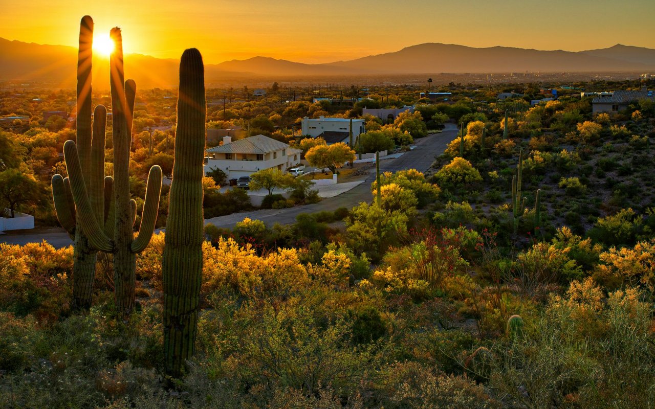 Grayhawk