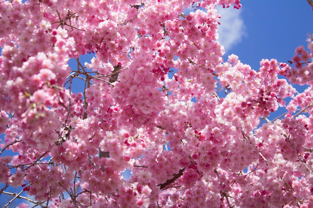 Where to See Cherry Blossoms in NYC This April