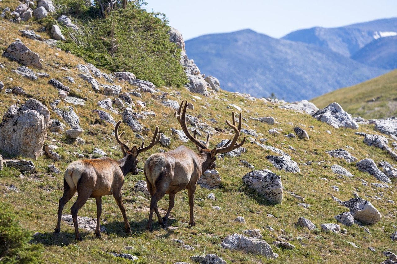 Driving Into the Wild: A Sensory Journey Along Old Fall River Road