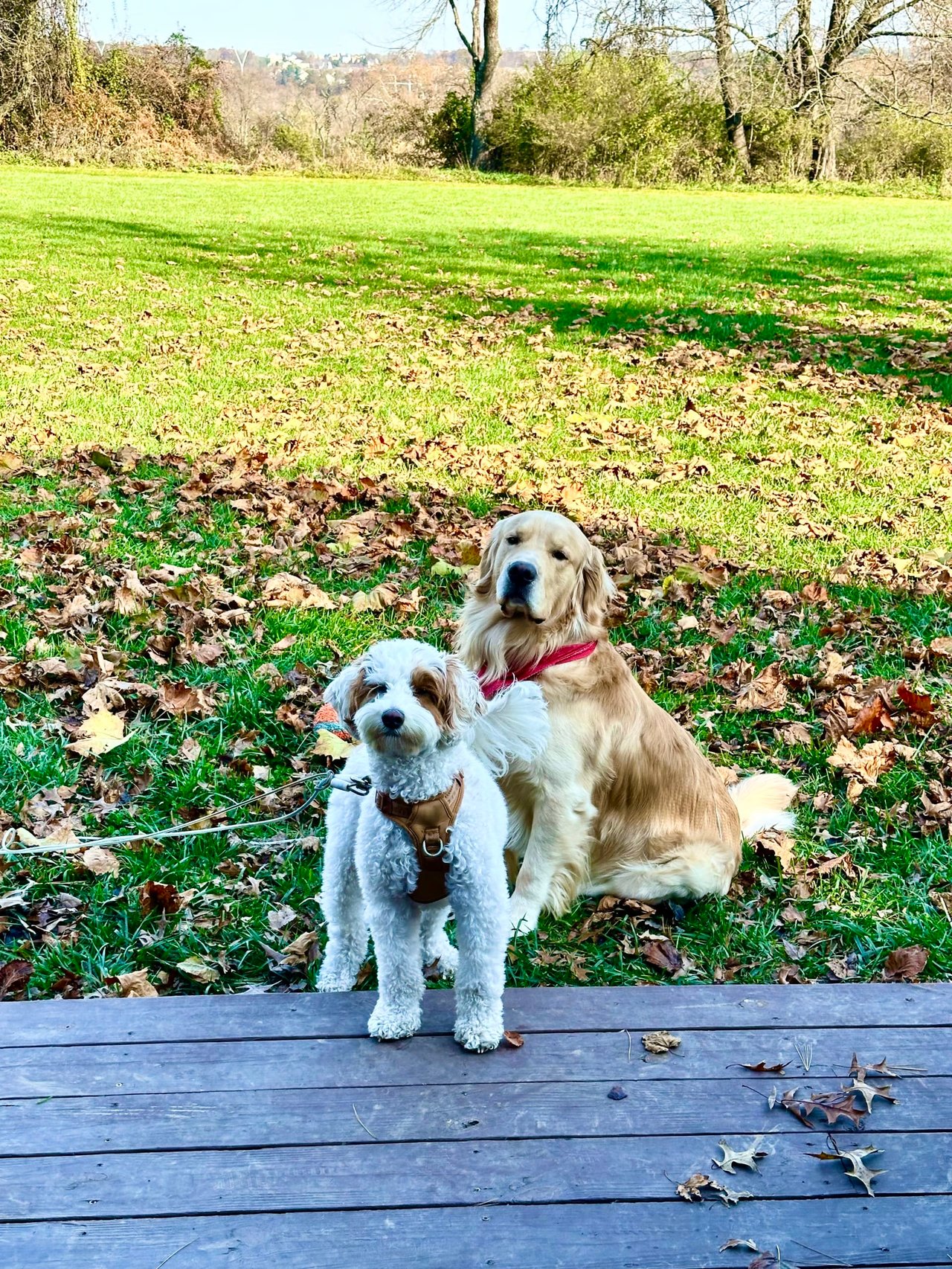 🐾 Exploring Philadelphia’s Dog Parks with Brooke and Indy 🐾