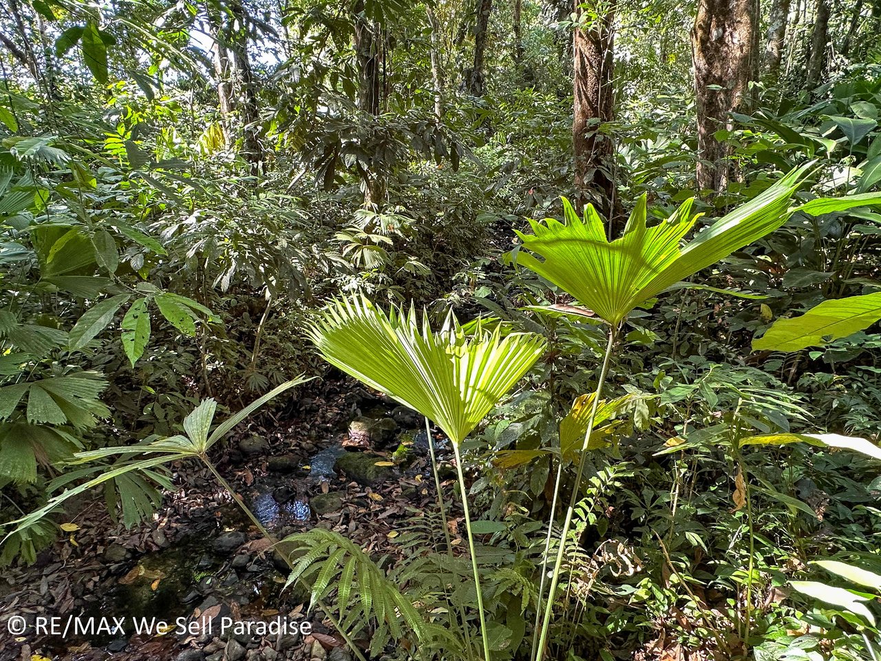 A large jungle-clad piece of land with mountain views, internal creek, and river frontage.