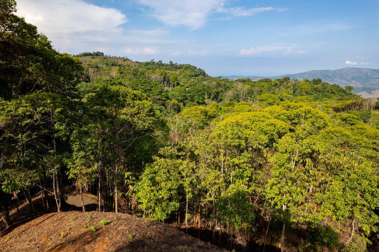 Pristine Jungle Ocean View Farm With Rivers