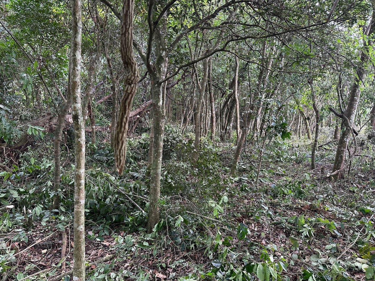 Panoramic View Buildable Land, Escazu, San Jose