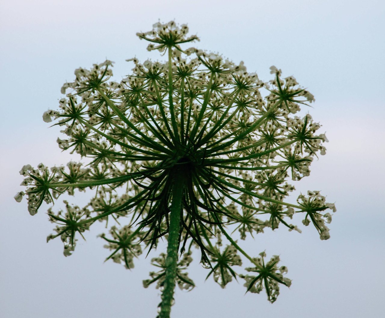 Beware the Backyard Beast: Understanding the Perils of Giant Hogweed