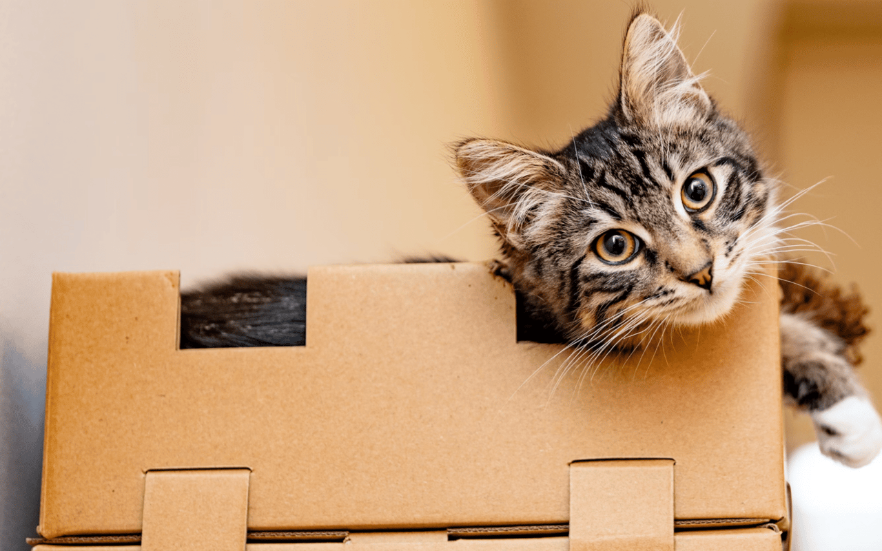 Tips for Moving with Pets in Palm Springs