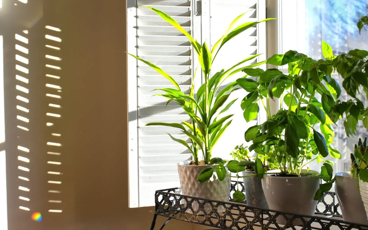 Let the Light Shine In: How Interior Window Plantation Shutters Enhance Your Home