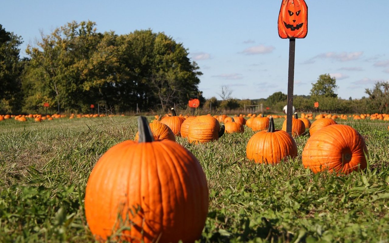 45 of Indiana’s Pumpkin Patches