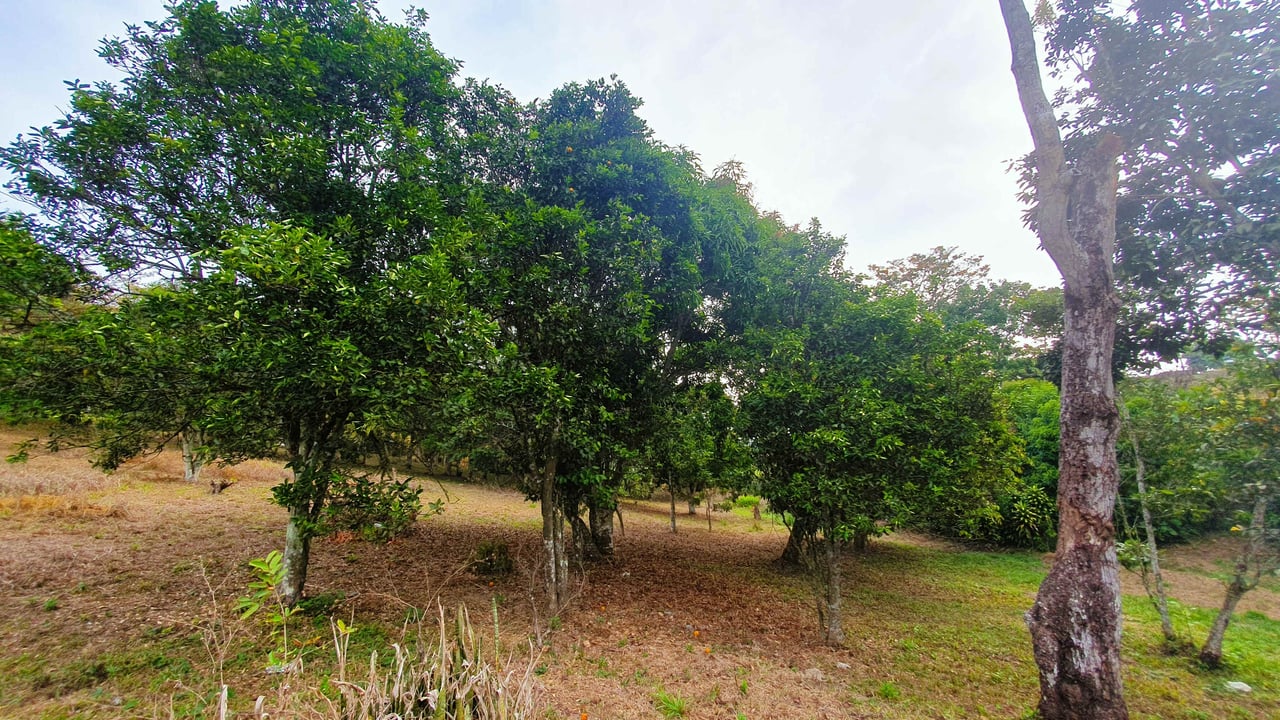 Fruit Tree Property for Sale