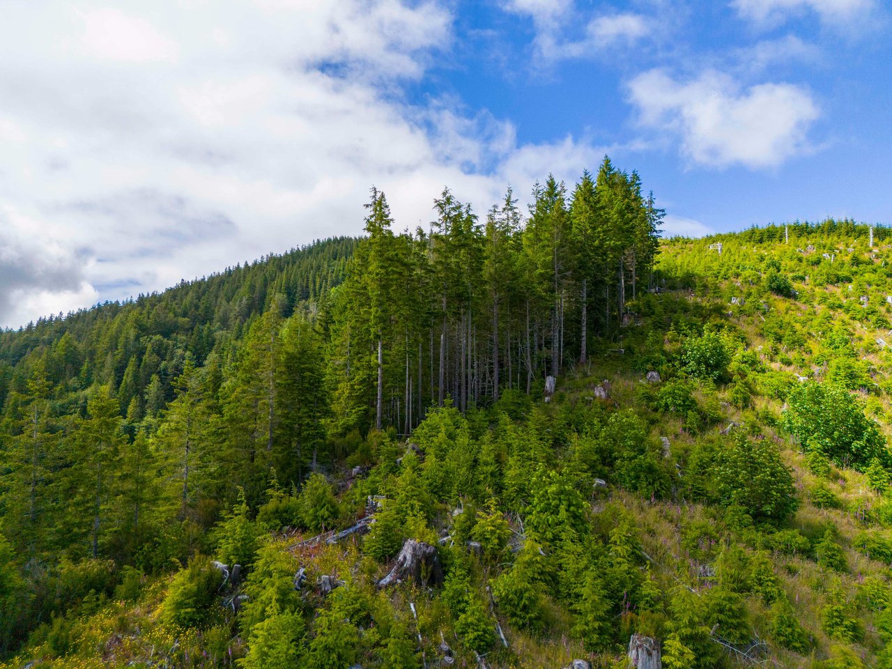 Cummins Creek Wilderness Overlook