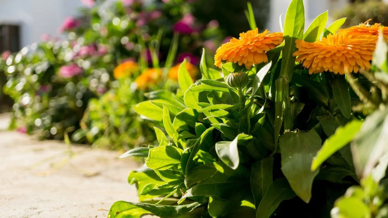 Preparing Your Garden for Winter