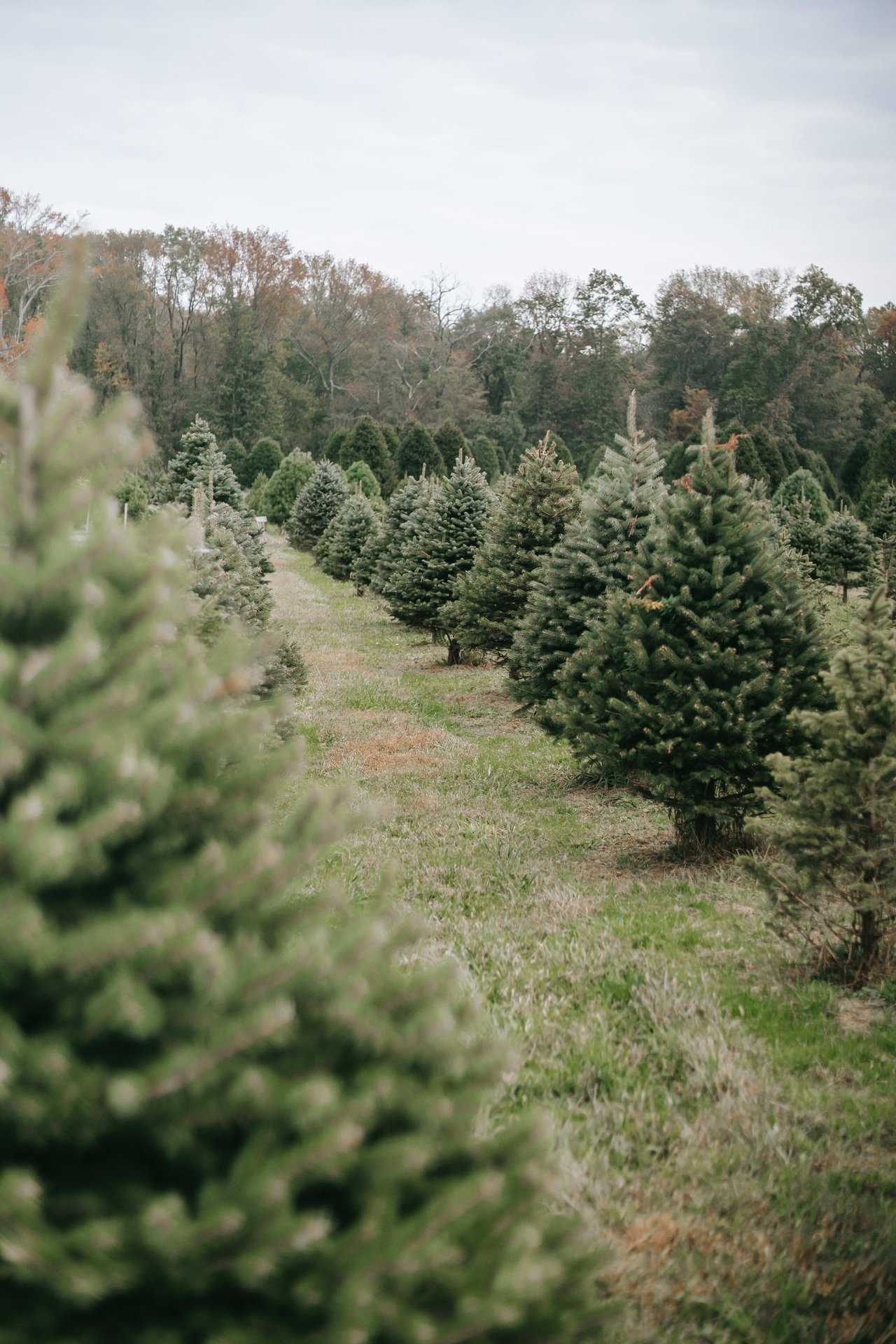 NC Christmas Trees