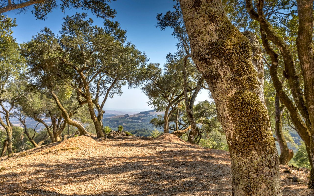 Grove Street, Sonoma
