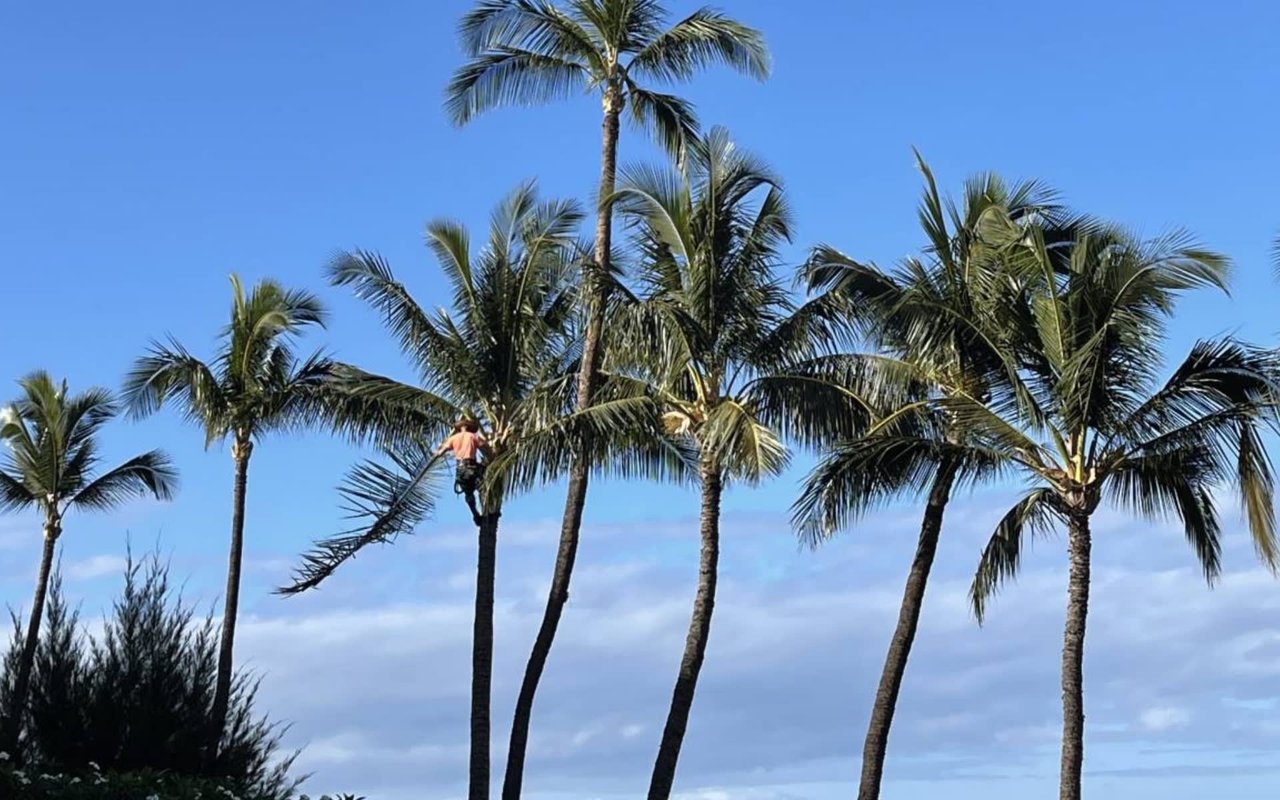 Palm Trees and Coconuts on Maui, Hawai’i