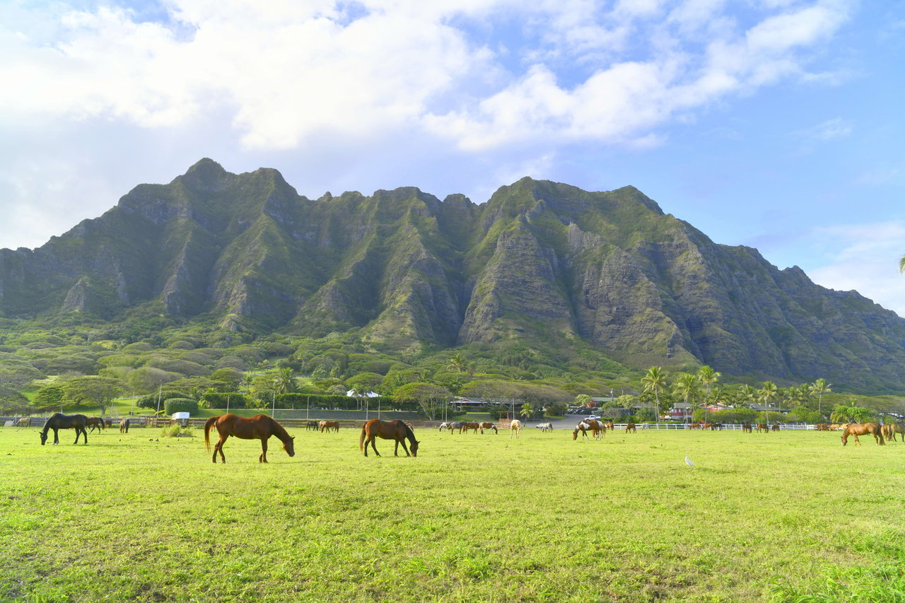 Kamuela/Waimea