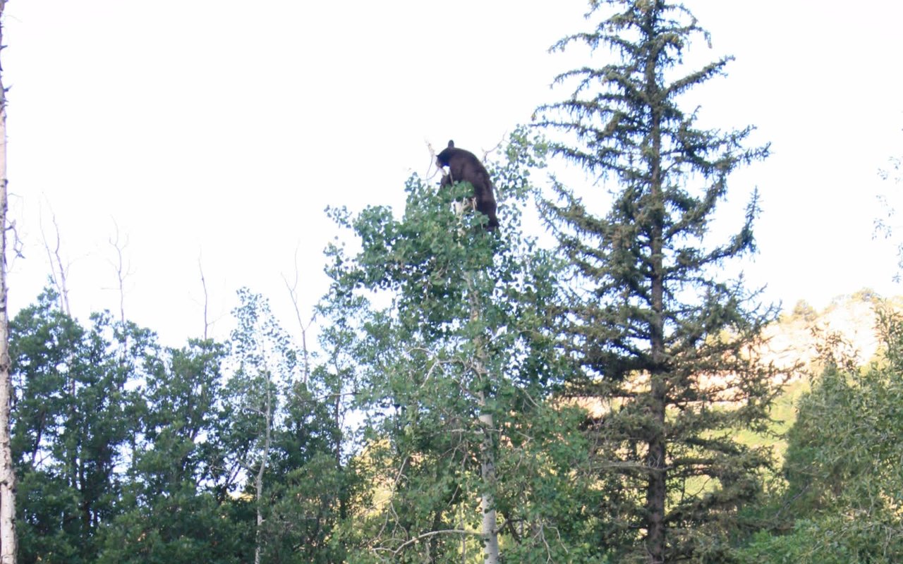 Lookout Bear or Look Out, Bear?