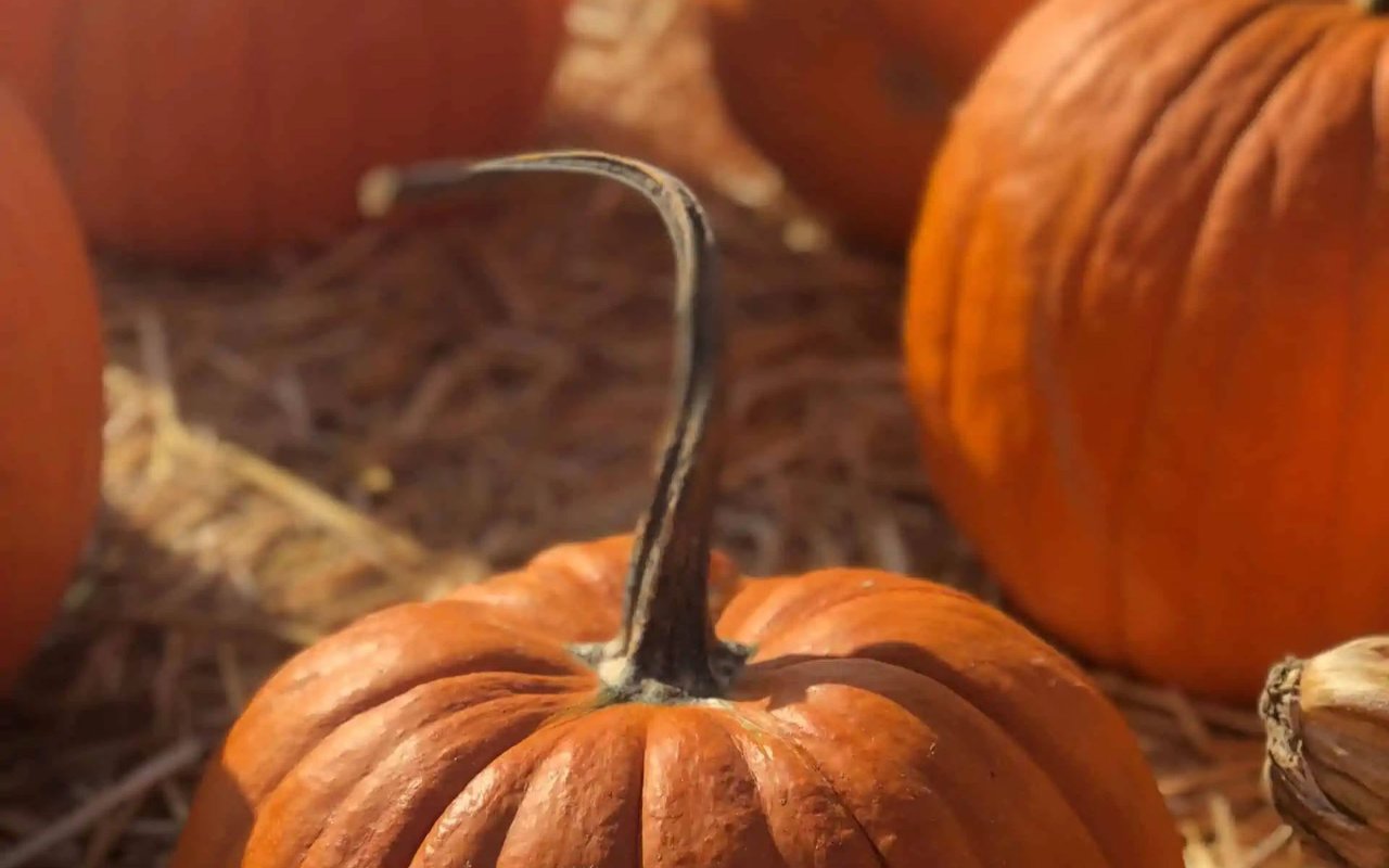 3 Best Pumpkin Patches in the Bay Area