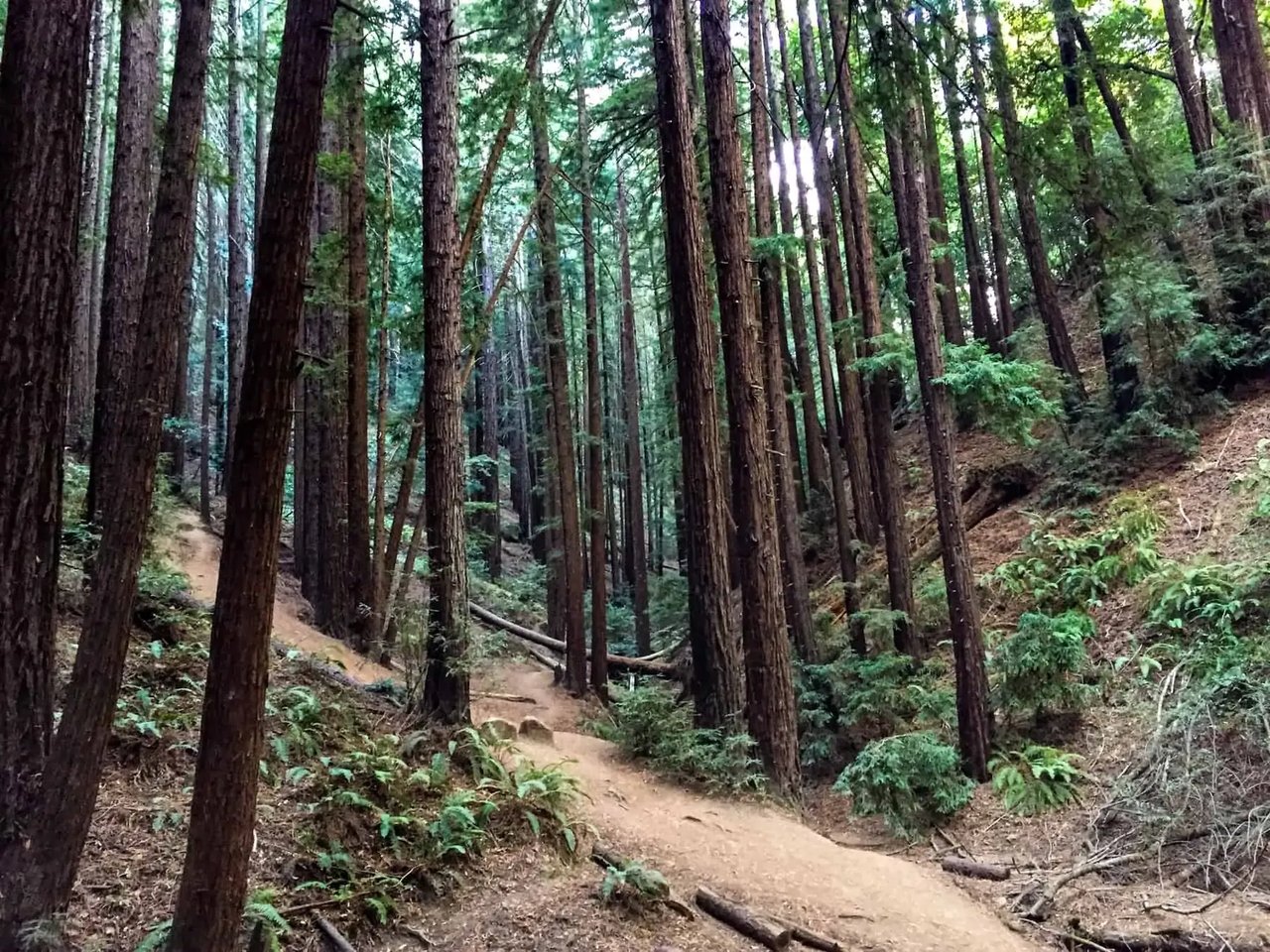 Best Oakland and East Bay Hiking Trails
