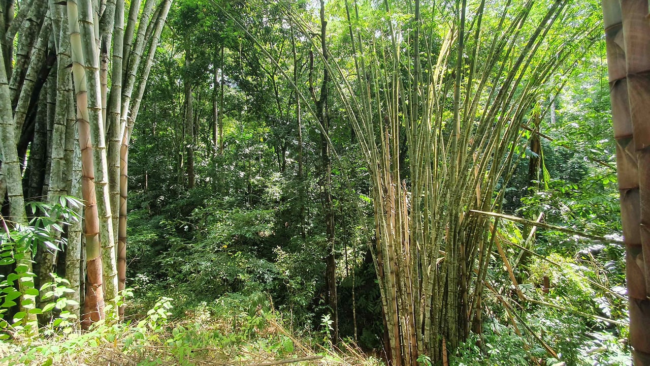 Bamboo & Forest Property #1 for Sale