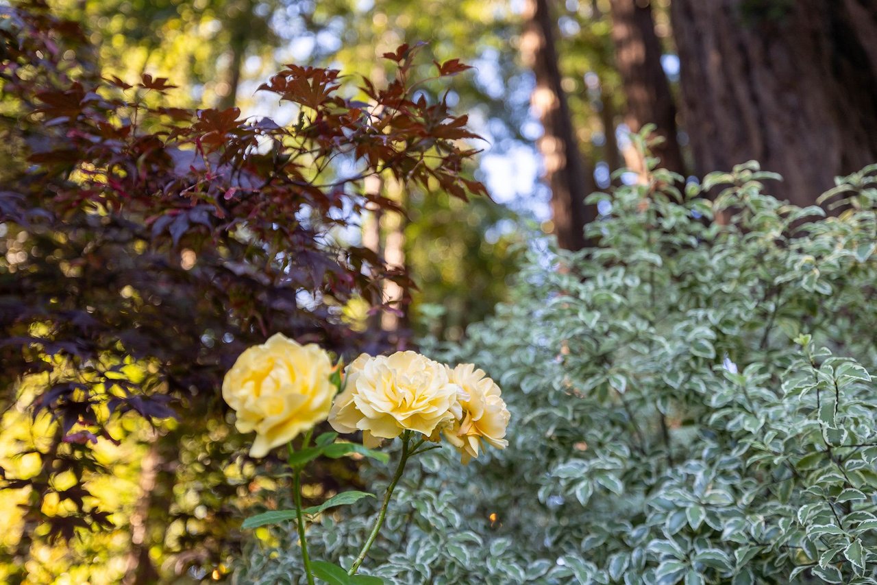 10 Ardmore Road, Larkspur