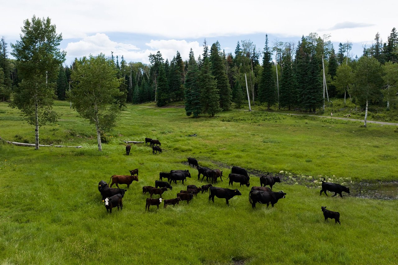 Mountain Bird Ranch