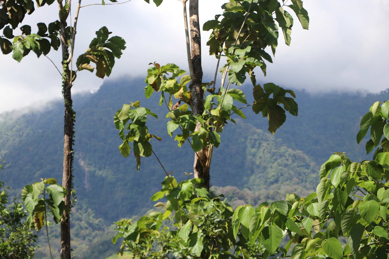 Over 3 Acres, Mountain View Lot in the Heart of Ojochal, Ready for Development!.