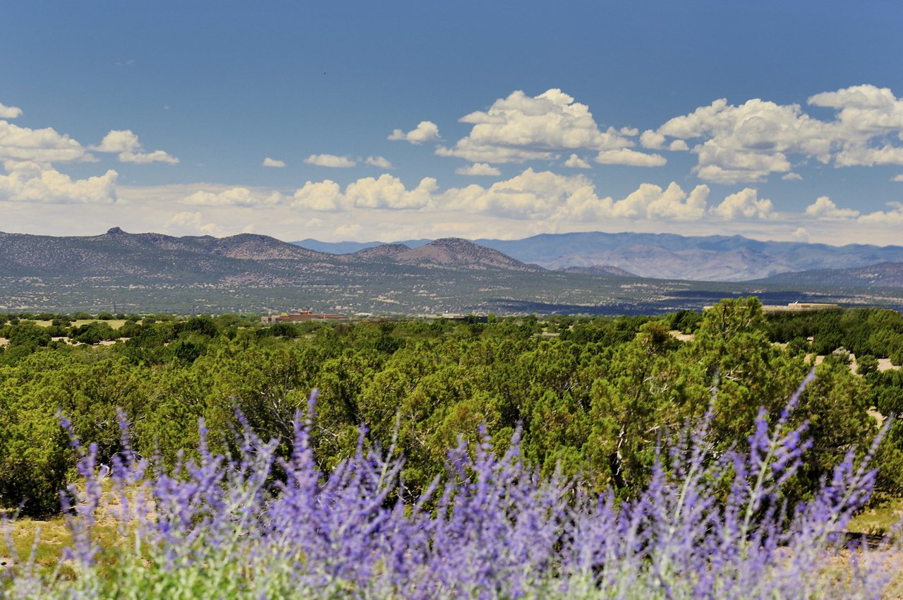 a field of purple flowers with mountains in the background