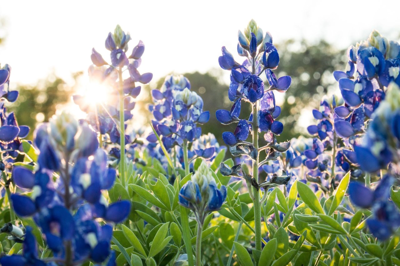 It’s Bluebonnet Season!