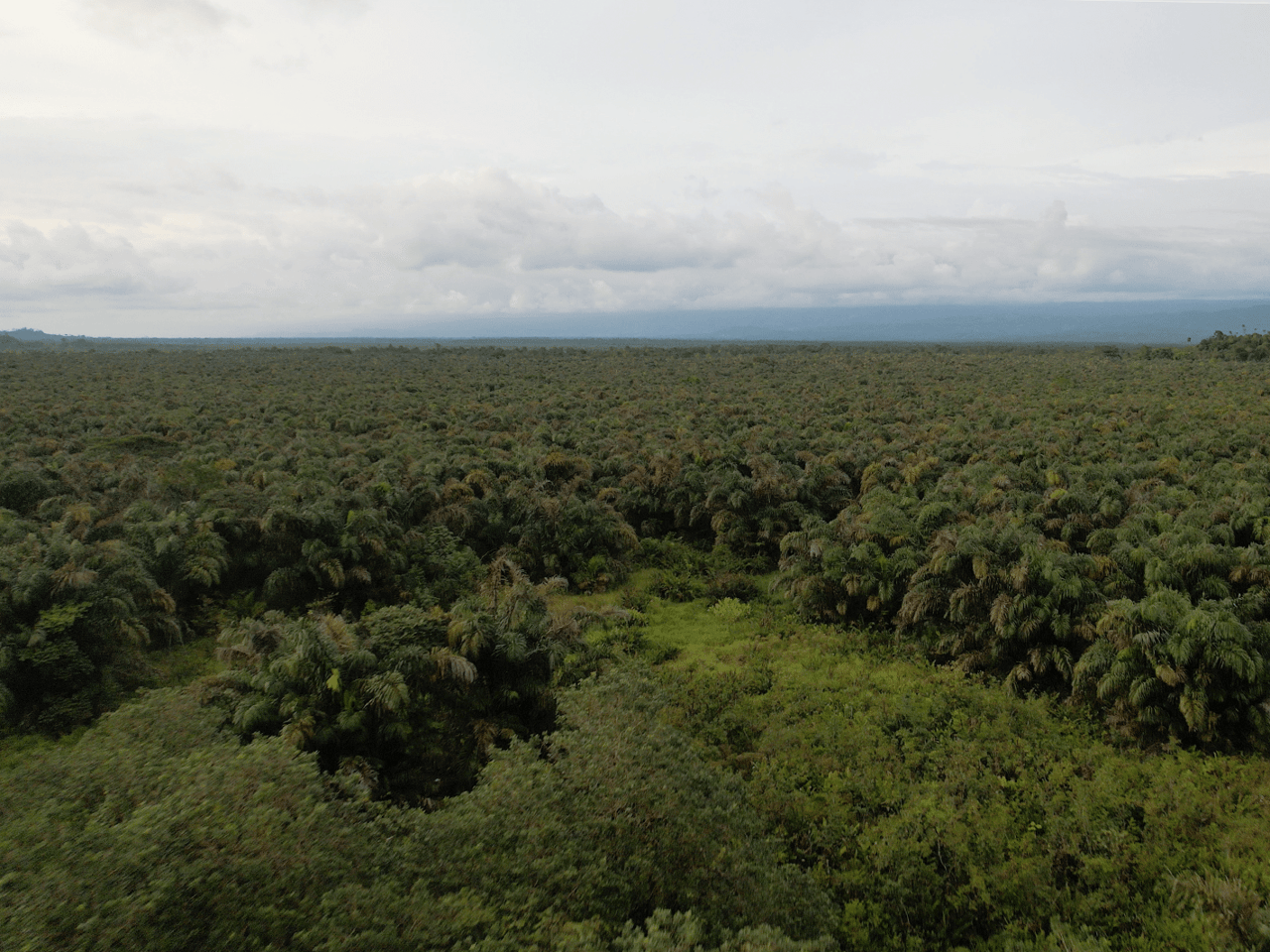 382 Acres of Sierpe River Wild Lands