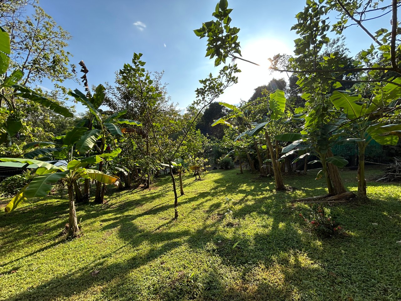 Commercial & Residential Property in Punta Mala with Producing Fruit Trees