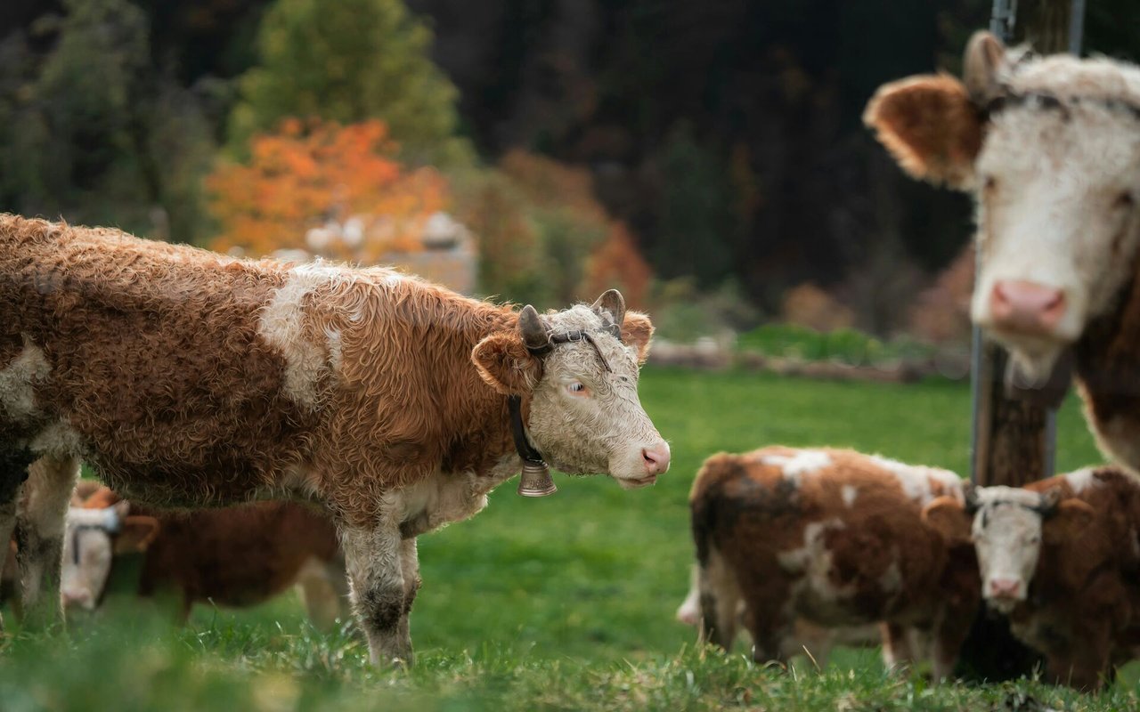 Exploring Delta County, Colorado Farm and Ranch Real Estate: Meet Jerad Cotten, Your Trusted