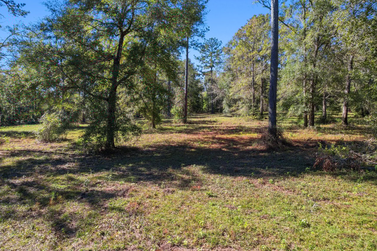 A serene forest scene with sunlight filtering through tall trees and casting shadows on a lush, green grassy clearing under a bright blue sky.