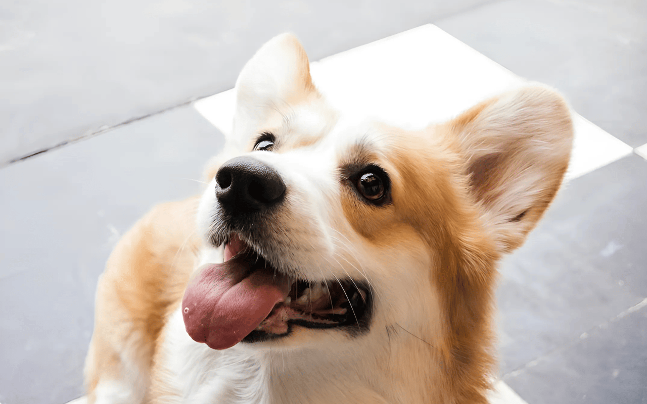 Pet-Friendly Restaurants in Brooklyn, NY