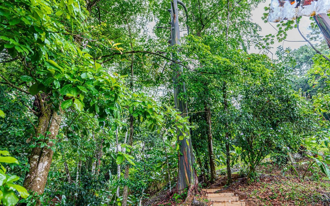 Off-Grid Regenerative Homestead, Perez Zeledon, San Jose