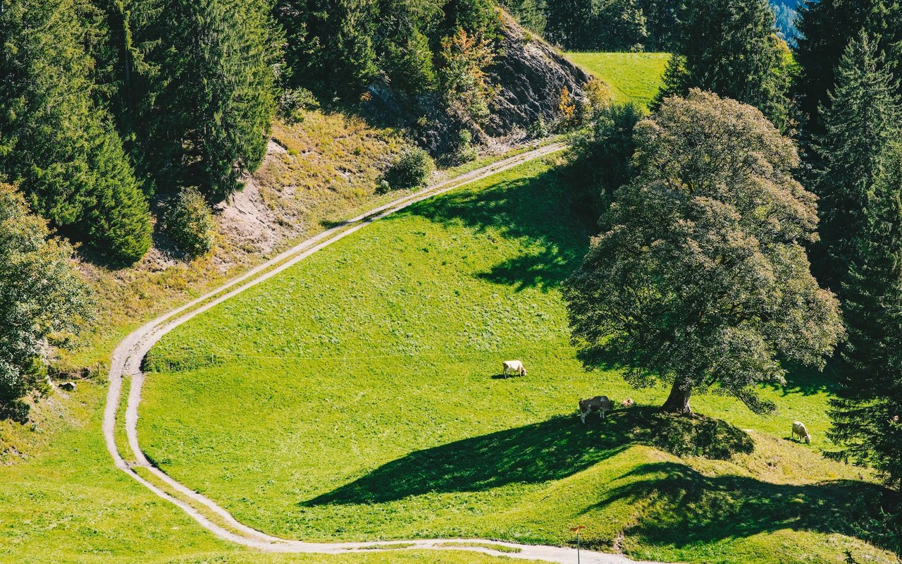 Gold Hill