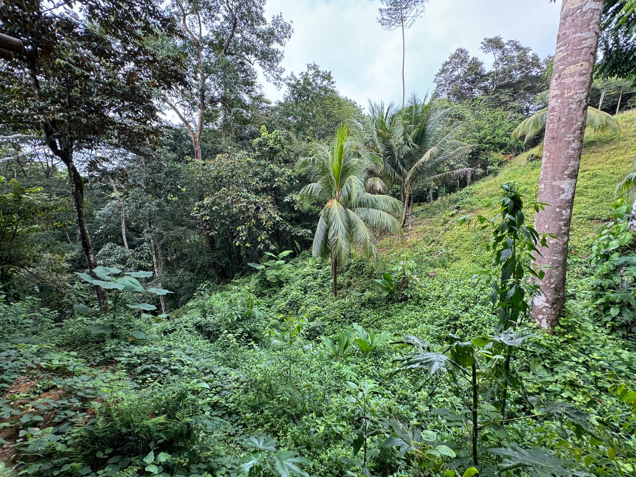 0.69 ACRES – Bamboo And Wooden Commercial Building On The Paved Coastal Highway Between Uvita And Ojochal!!!