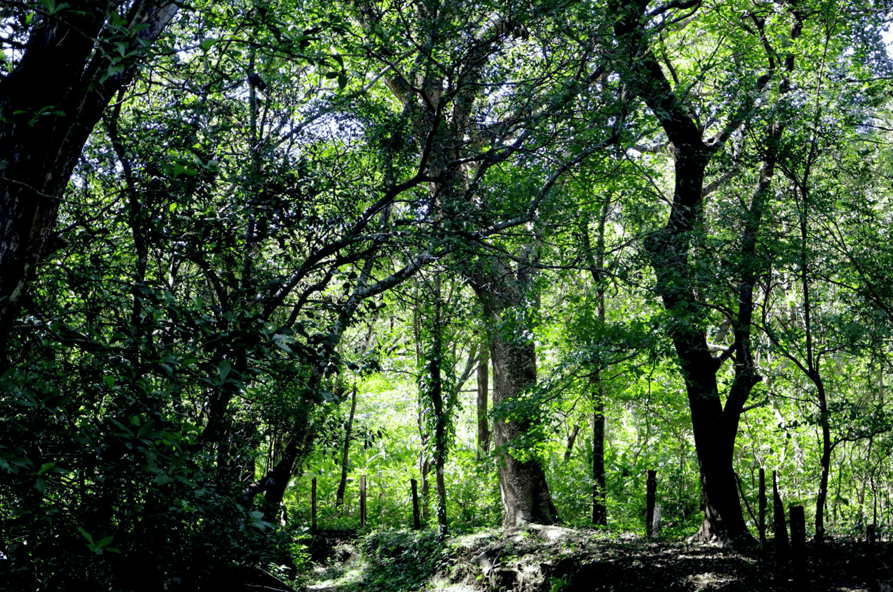 Eco Sanctuary In Playa Marbella - 250 Acre Riverfront