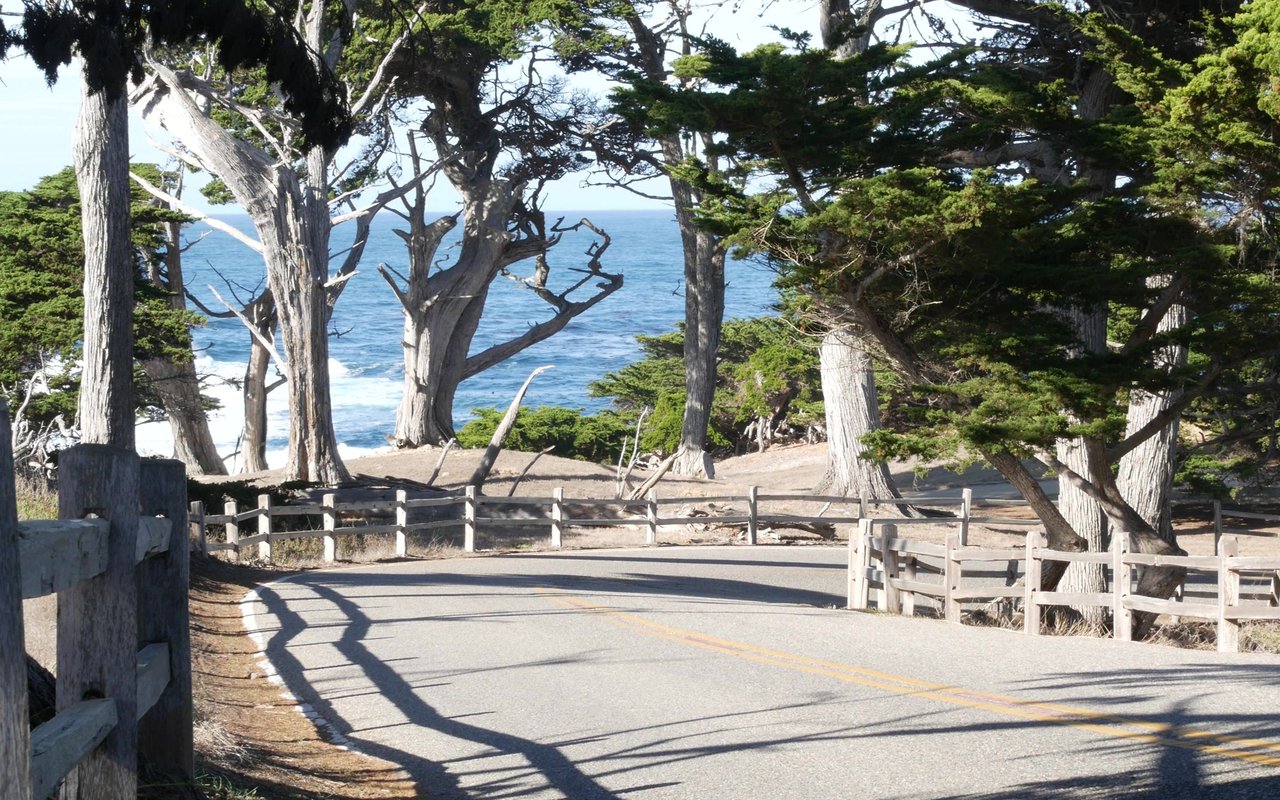 Forest Avenue | Pine