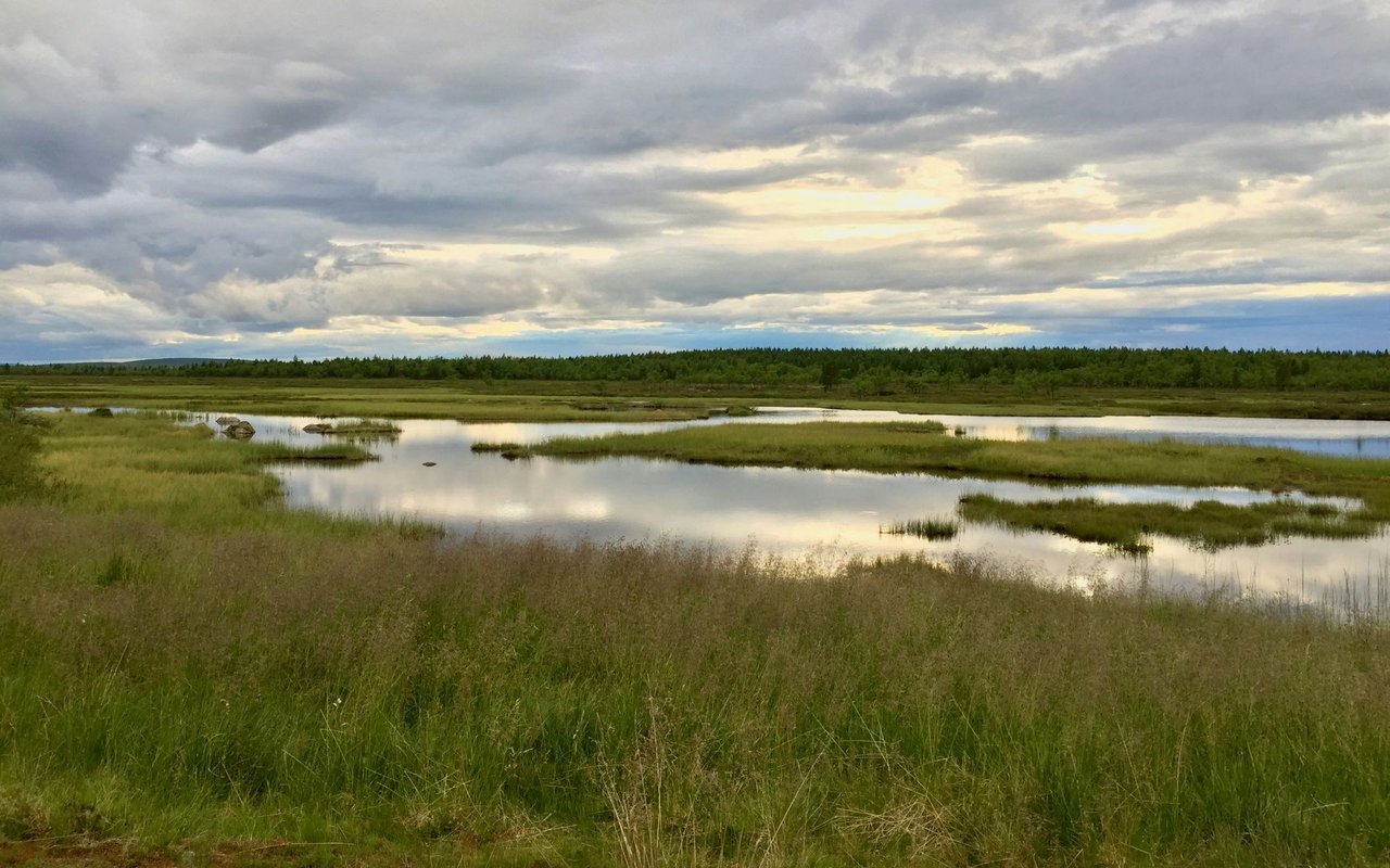 Lady's Island