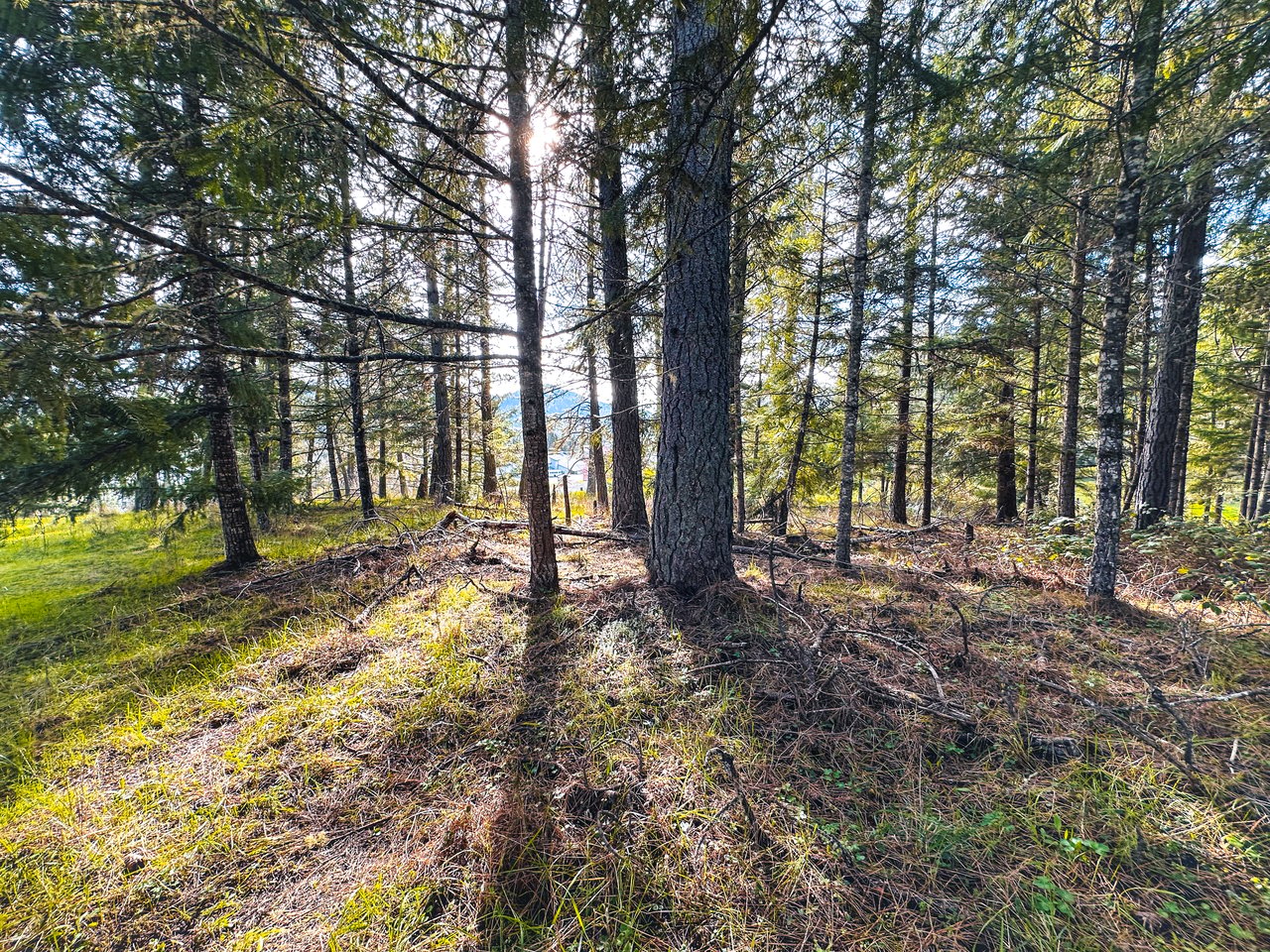 SUTHERLIN WOODLOTS