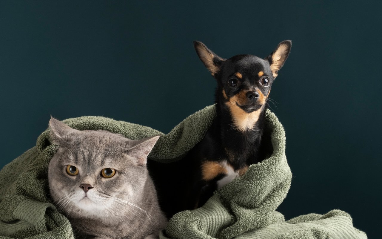Expert Questions to Ask When House-Hunting with Pets in Mind