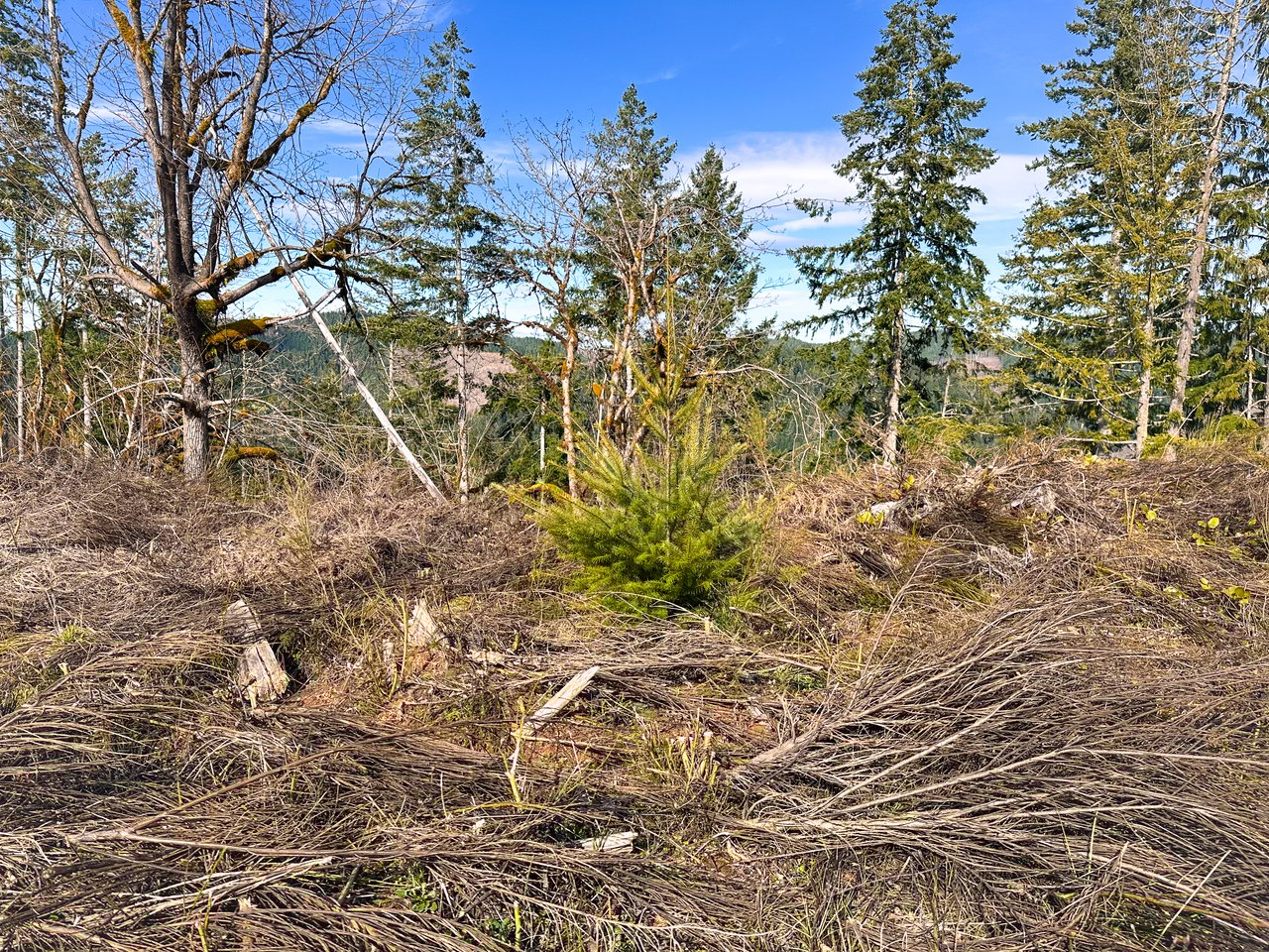 Smith River Back Woods