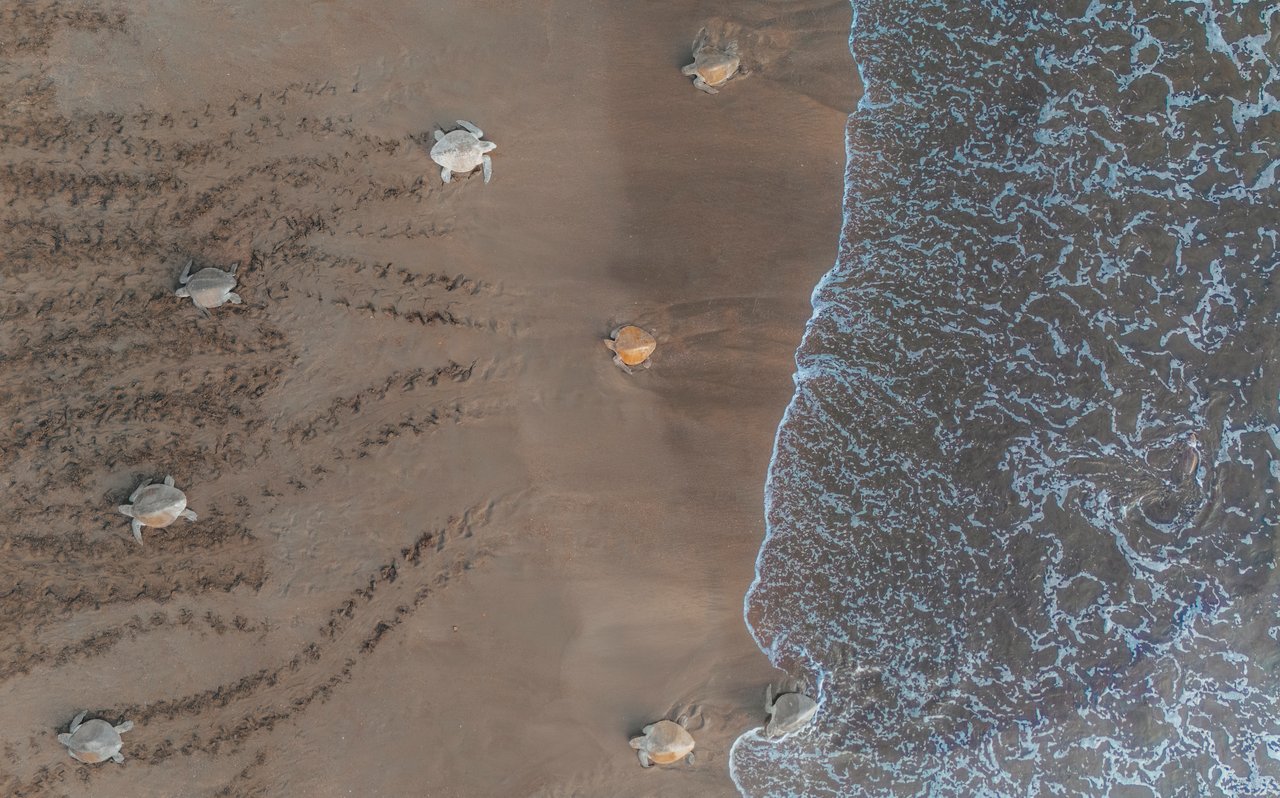 Corozalito Blue Reserve 