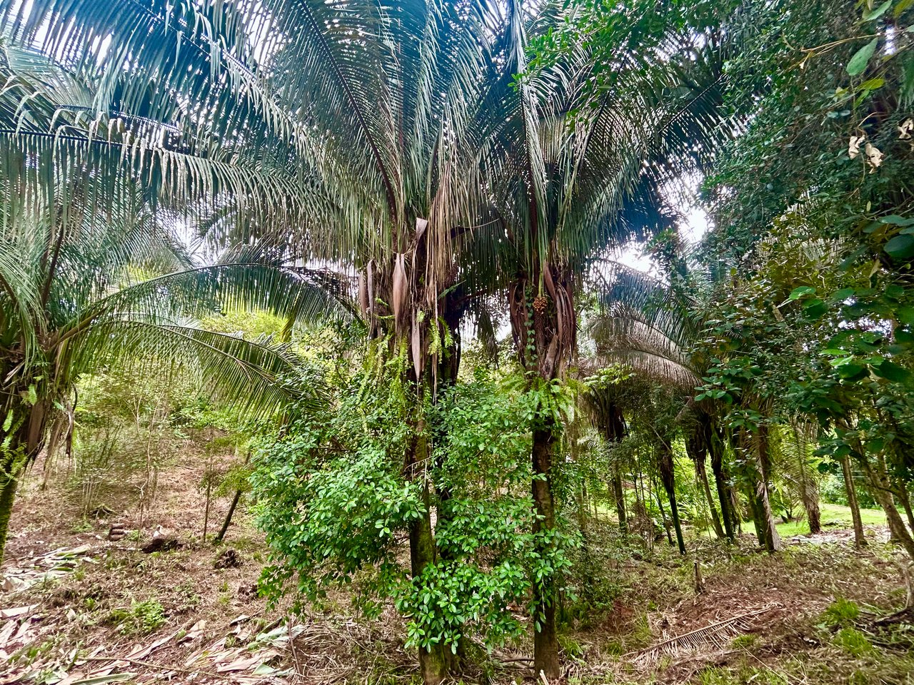 Over 1.4 Acres in Playa Hermosa – Just 5 Minutes from the Beach!